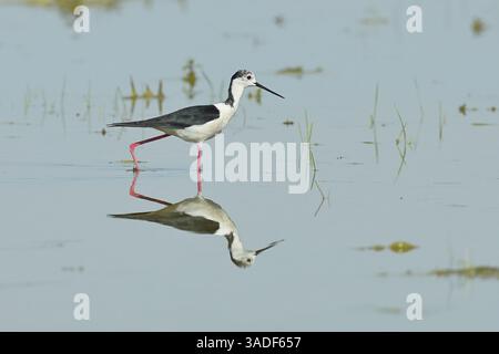 Schwarzflügelstelze (Himantopus himantopus) auf der Suche in flachem Wasser am Ufer eines Sees, Reflexion auf der Wasseroberfläche, Tierwelt, Watvogel, Anime Stockfoto