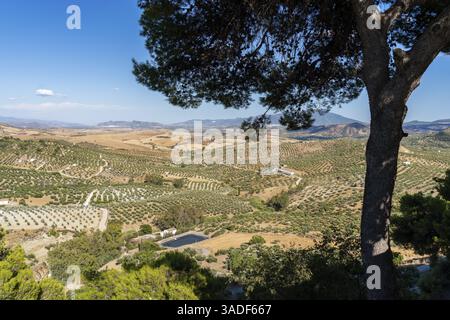Blick vom Dorf Alozaina über die Monokulturen in den Feldern mit Olivenbäumen, Sierra de las Nieves Nationalpark, Malaga, Andalusien, Spanien, Stockfoto