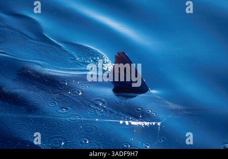 November 2002: Hakenförmiger Marlin wird vor Cabo San Lucas in ein Sportfischboot gebracht. (Bild: Larry Dunmire/ZUMAPRESS.com) Stockfoto