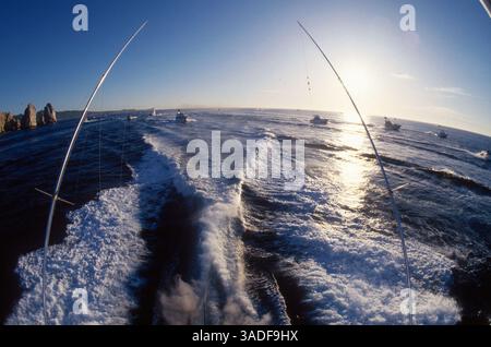 November 2002; Cabo San Lucas, MEXIKO; Eine riesige Gruppe von Sportfischern verlässt die Land's End Rocks vor Cabo San Lucas, Mexiko. (Bild: Larry Dunmire/ZUMAPRESS.com) Stockfoto