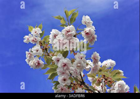 Kirschblütenzweig vor einem klaren blauen Frühlingshimmel, Ronda, Provinz Malaga, Andalusien, Spanien, Europa Stockfoto
