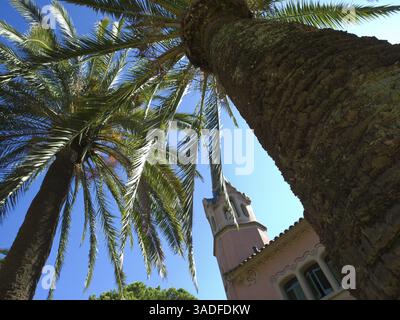 Blick von unten auf Palmen und ein rosafarbenes Gebäude mit einem Turm vor blauem Himmel, Barcelona, Spanien, Europa Stockfoto