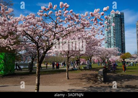 Kirschblüten in voller Pracht im David Lam Park in Yaletown, Vancouver, BC. Stockfoto