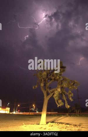 Ein Blitz trifft über einen Joshua Tree im Yucca Valley, als ein mächtiges Gewitter Wüstengemeinden angreift, das vier Menschen in zwei Tagen tötet. Heftiger Regen und extrem starker Wind erschütterten das Gebiet und sperrten den Highway 62 in beide Richtungen wegen nächtlicher Überschwemmungen. Zahlreiche Häuser erlitten Sachschäden und eine Reihe von Autofahrern geriet in eine Sturzflut. (Bild: Steven K. Doi/ZUMAPRESS.com) Stockfoto