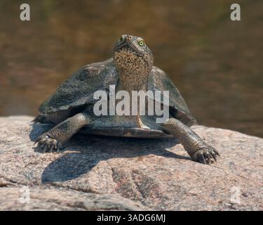 23. März 2011: Limpopo, Südafrika: Eine Speke-Scharnierschildkröte (Kinixys spekii) im Kruger-Nationalpark. Kruger, Südafrikas Flaggschiff-Wildreservat, erstreckt sich über 19.485 Quadratkilometer (7.523 Quadratmeilen) und beherbergt eine beeindruckende Vielfalt an Flora, Fauna, Vögeln und Säugetieren. (Bild: © Arnold Drapkin/ZUMAPRESS.com) Stockfoto