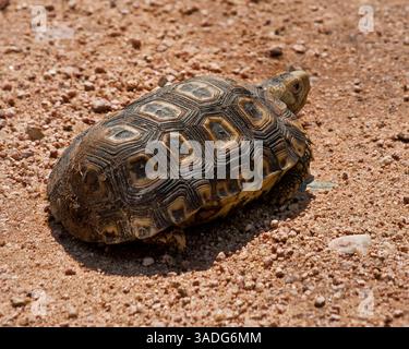 23. März 2011: Limpopo, Südafrika: Eine Speke-Scharnierschildkröte (Kinixys spekii) im Kruger-Nationalpark. Kruger, Südafrikas Flaggschiff-Wildreservat, erstreckt sich über 19.485 Quadratkilometer (7.523 Quadratmeilen) und beherbergt eine beeindruckende Vielfalt an Flora, Fauna, Vögeln und Säugetieren. (Bild: © Arnold Drapkin/ZUMAPRESS.com) Stockfoto