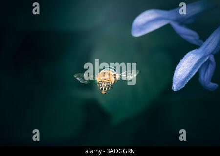 Die Blue Banded Bee oder Amegilla cingulata ist eine faszinierende und wichtige einheimische australische Biene. Sie sind leicht an der ausgeprägten irisierenden Erscheinung zu erkennen Stockfoto