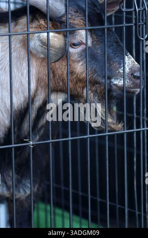 November 2004; Port St. Lucie, FL, USA; der ehemalige Rapper Vanilla Ice, alias Robert van Winkle, holt seine Freunde Pancho the Goat und Bucky Buckaroo, ein Wallaroo, aus diesem Tierkontrollzentrum in Port St. Lucie, FL. Die Tiere wurden nach der Flucht aus VAN WINKLES Grundstück abgeholt, nachdem ein Tor offen gelassen wurde. Van Winkle, dem die entsprechende Erlaubnis für Bucky fehlt, fand einen Freund mit einer Erlaubnis, der die Wallaroo vorübergehend unterbringen kann. (Bild: Kelly Owen/ZUMAPRESS.com) Stockfoto