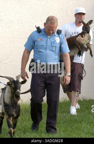 November 2004; Port St. Lucie, FL, USA; der ehemalige Rapper VANILLEEIS, alias ROBERT VAN WINKLE, holt seine Freunde Pancho the Goat und Bucky Buckaroo, ein Wallaroo, aus diesem Tierkontrollzentrum in Port St. Lucie, FL. Die Tiere wurden nach der Flucht aus VAN WINKLES Grundstück abgeholt, nachdem ein Tor offen gelassen wurde. Van Winkle, dem die entsprechende Erlaubnis für Bucky fehlt, fand einen Freund mit einer Erlaubnis, der die Wallaroo vorübergehend unterbringen kann. (Bild: Kelly Owen/ZUMAPRESS.com) Stockfoto
