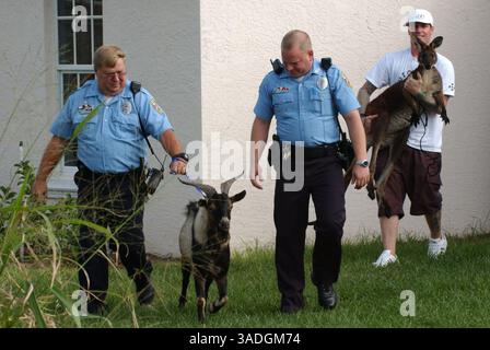 November 2004; Port St. Lucie, FL, USA; der ehemalige Rapper VANILLEEIS, alias ROBERT VAN WINKLE, holt seine Freunde Pancho the Goat und Bucky Buckaroo, ein Wallaroo, aus diesem Tierkontrollzentrum in Port St. Lucie, FL. Die Tiere wurden nach der Flucht aus VAN WINKLES Grundstück abgeholt, nachdem ein Tor offen gelassen wurde. Van Winkle, dem die entsprechende Erlaubnis für Bucky fehlt, fand einen Freund mit einer Erlaubnis, der die Wallaroo vorübergehend unterbringen kann. (Bild: Kelly Owen/ZUMAPRESS.com) Stockfoto