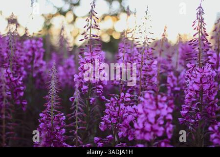 Golden Hour Fireweed Stockfoto