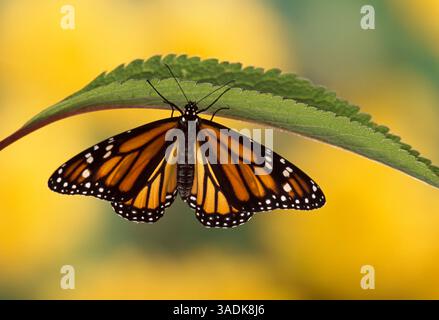 DER MONARCHSCHMETTERLING ist neu entstanden Danaus plexippus trocknende Flügel, auf Joe-Pye Weed Lifecycle Sequenz Nr. 12/12 N America (Kreditbild: Evolve/Photoshot/ZUMAPRESS.com) Stockfoto