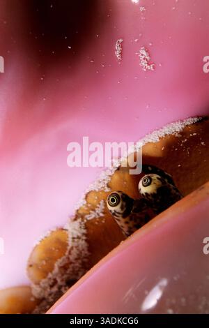 QUEEN CONCH Eyes auf der Unterseite Strombus gigas Long Island, Bahamas, Nordatlantik (Kreditbild: Evolve/Photoshot/ZUMAPRESS.com) Stockfoto