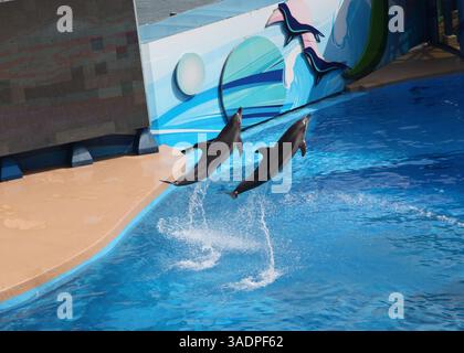 Delfine, die in einem Aquarium aus dem Wasser springen Stockfoto