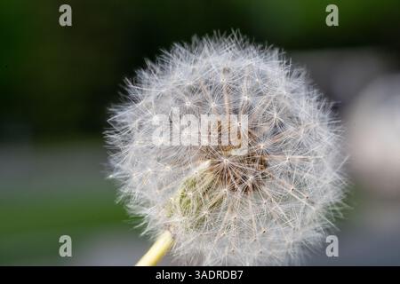 Ein Nahbild eines Löwenzahn-Samenkopfes mit feinen Details und weichem Hintergrund, das eine feine Samenstruktur und natürliche Symmetrie zeigt. Stockfoto