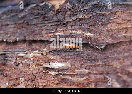 Europäische Fichte Borkenkäfer (Ips Typographus), komplette gefärbt noch nicht in vollem Umfang Käfer Stockfoto