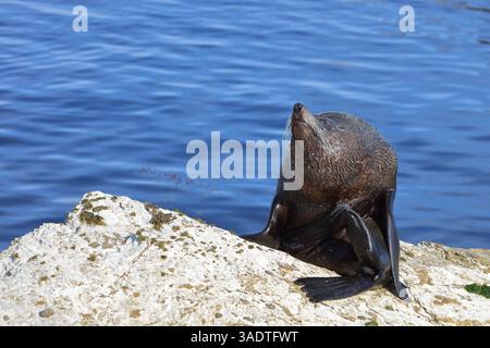 Neuseeländischer Seebär / Neuseeländischer Seehund / Arctocephalus forsteri Stockfoto
