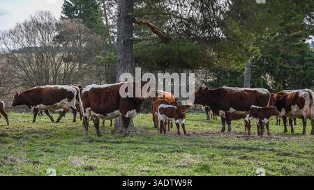 Hereford Kühe und Kälber weiden friedlich auf einer üppig grünen Weide im Schatten einer großen Kiefer. Stockfoto