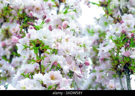 Weiße Blüten und rosafarbene Knospen blühender Kirschbäume. Prunus 'Amanogawa' (lombardische Kirsche) blühende Bäume, die im Frühlingsgarten wachsen. Blühend Stockfoto