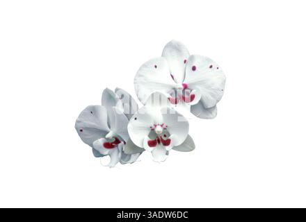 Weiße Orchideen mit Weinflecken isoliert auf weißem Hintergrund. Phalaenopsis Allura „Charlie Chaplin“ mit kastanienfarbenen Flecken wachsen drei ausgeschnittene Blüten. Cultiva Stockfoto