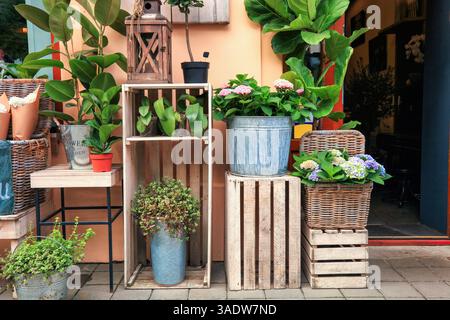Verschiedene Pflanzen in Töpfen, Bäume in Metalleimern, Blumensträuße zum Verkauf im Blumenladen. Einzelhandel mit verschiedenen Topfpflanzen in Regalen. Ficus ela Stockfoto