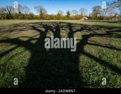 Der Schatten einer alten Eiche wird an einem sonnigen Frühlingstag in Worcestershire, England, auf den Boden geworfen. Stockfoto