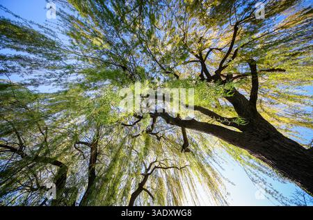 Stuttgart, Deutschland. April 2024. Die Sonne scheint bei schönem Wetter durch die Zweige der Trauerweiden (Salix babylonica). Quelle: Christoph Schmidt/dpa/Alamy Live News Stockfoto