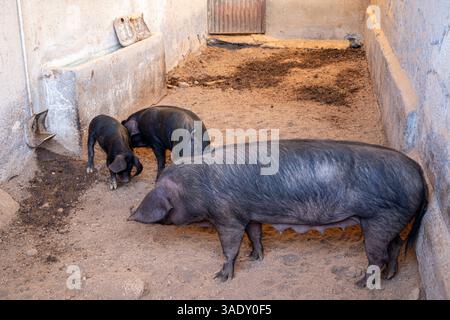 Drei Schweine sind in einem Stall, eines davon ist eine Mutter. Die anderen beiden sind ihre Nachkommen Stockfoto