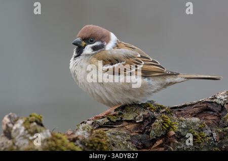 Geschwollener eurasischer Baumarsch (Passer montanus), der an einem langweiligen Wintertag auf dickem Flechtenzweig thront Stockfoto