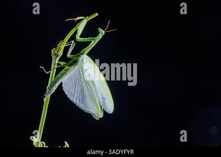 Makroaufnahme einer grünen betenden Mantis mit Flügeln auf einem Stiel vor dunklem Atelierhintergrund. Stockfoto