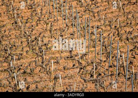Winterliche Weinbergstexturen, ruhende Reben und Metallträger, Hintergrund und Textur für das Weinbaukonzept Stockfoto