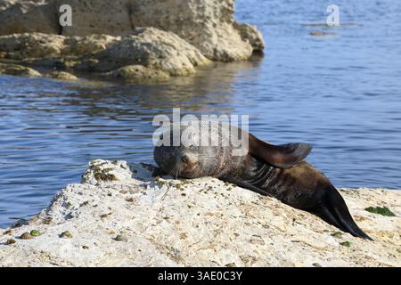 Neuseeländischer Seebär / Neuseeländischer Seehund / Arctocephalus forsteri Stockfoto