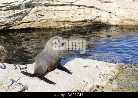 Neuseeländischer Seebär / Neuseeländischer Seehund / Arctocephalus forsteri Stockfoto