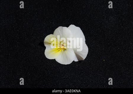 Einzeln stehende weiße Stiefmütterchen-Blüte isoliert auf schwarzem Hintergrund. Stockfoto
