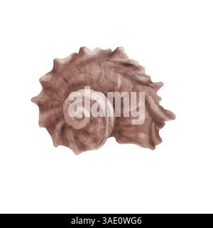 Eine Unterwassermuschel in der Schale von Cypraecassis rufa. Aquarellabbildung. Ozeanische Muschelrapana oder Angaria, isoliert auf weißem Hintergrund. Für Stockfoto