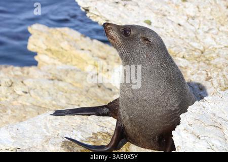 Neuseeländischer Seebär / Neuseeländischer Seehund / Arctocephalus forsteri Stockfoto
