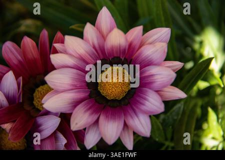 Nahaufnahme von rosa und violetten Blüten mit hellgelben Mittelpunkten, eingebettet in üppig grünes Laub Stockfoto