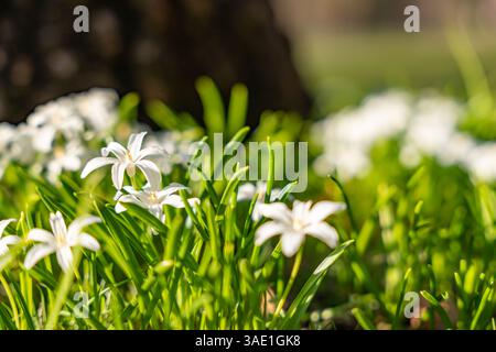 Das Feld weißer Scilla luciliae-Blüten mit grünen Stielen. Blüten in voller Blüte. Stockfoto