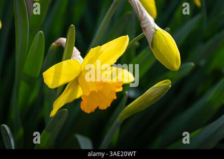Narzisse Fortune (Große hohle Narzisse) Blumen Stockfoto