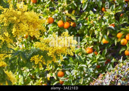 Helle gelbe Mimosa-Blumen mit grünen Blättern und orangefarbenem Baum Hintergrund Stockfoto