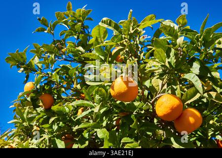 Frischer Orangenbaum mit Reifen Früchten vor klarem blauem Himmel Stockfoto