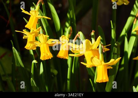 Leuchtend gelbe Narzissen blühen in einem sonnendurchfluteten Gartengrün Stockfoto