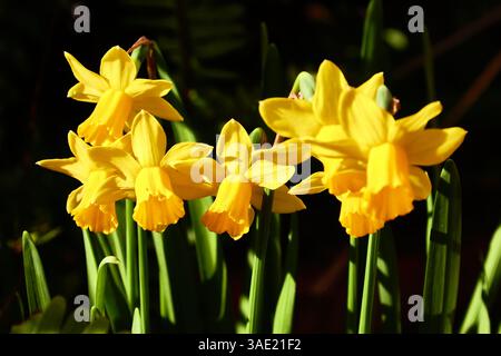Leuchtend gelbe Narzissen blühen in einem sonnendurchfluteten Gartengrün Stockfoto