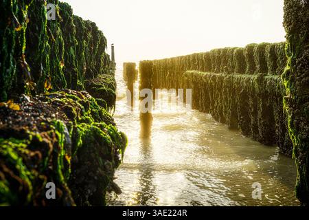 Algenbedeckte alte Holzstangen, die bei Ebbe bei Sonnenuntergang aus dem Wasser ragen Stockfoto