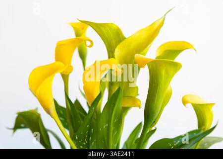 Goldene Calla-Lilie (Zantedeschia elliottana) Blüten auf weißem Hintergrund Stockfoto