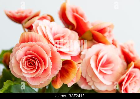 Begonia elatior Blumen mit roten rosa Doppelblumen auf weißem Hintergrund Stockfoto