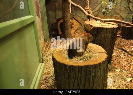 Ein kleiner Affe sitzt auf einem Holzstumpfrahmen. Affen in einem Gehege. Stockfoto