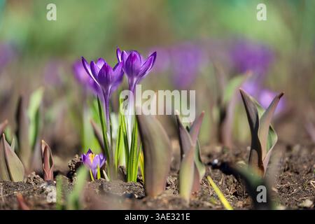 Krokusblüten blühen im Frühlingsgarten, violetter Safran Stockfoto