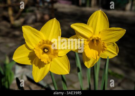 Ein Paar leuchtend gelbe Narzissen blüht im Frühjahr an einem sonnigen Tag Stockfoto