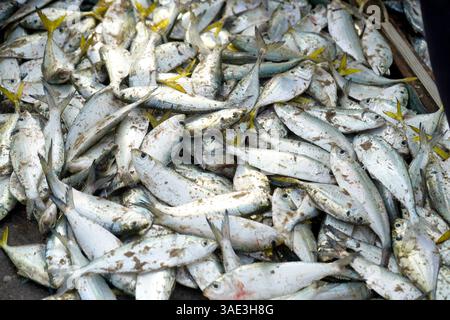 Frisch gefangener Fisch auf dem Puri Sea Beach Fischmarkt Stockfoto